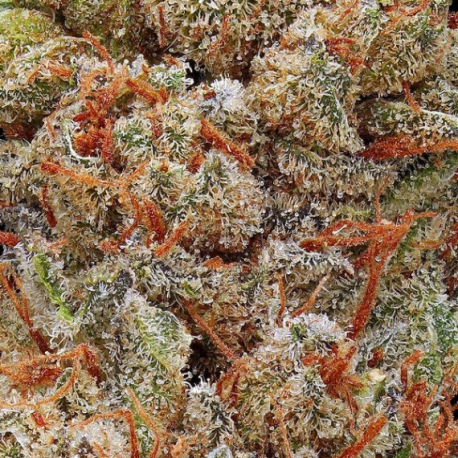 cbd louisiana laws